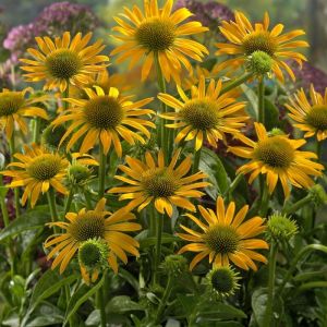 Echinacea 'Harvest Moon' - Sonnenhut Echinacea 'Harvest Moon' - Sonnenhut