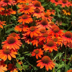 Echinacea 'Lakota Orange' - Sonnenhut