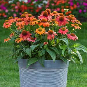 Echinacea 'Lakota Red' - Sonnenhut 