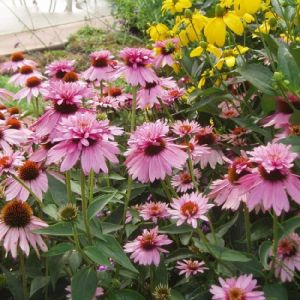 Echinacea purpurea 'Double-Decker' - Sonnenhut 