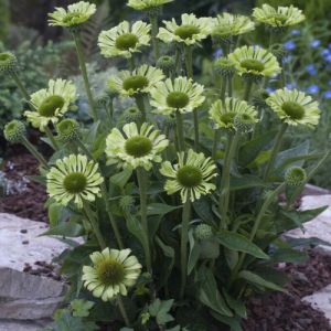 Echinacea purpurea 'Green Jewel' - Sonnenhut 