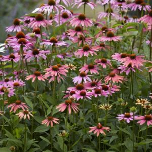 Echinacea purpurea 'Pica Bella' - Sonnenhut Echinacea purpurea 'Pica Bella' - Sonnenhut