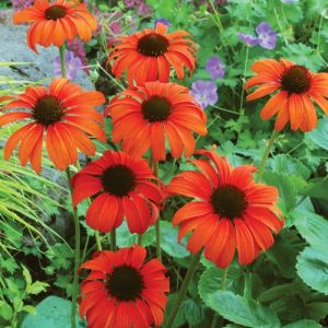 Echinacea 'Tangerine Dream' - Sonnenhut