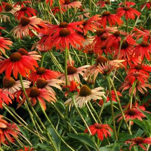 Echinacea 'Tomato Soup' - Sonnenhut
