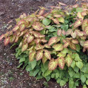 Epimedium perralchicum 'Frohnleiten' - Elfenblume