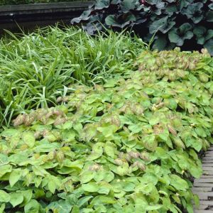 Epimedium versicolor 'Sulphureum' - Elfenblume