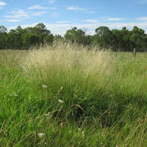 Eragrostis curvula - Liebesgras