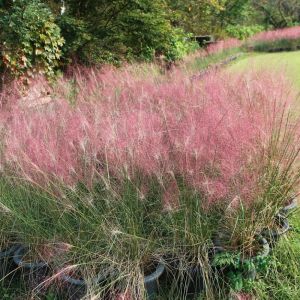 Eragrostis spectabilis - Liebesgras