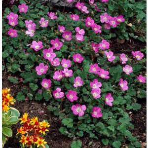 Erodium variabile 'Bishop's Form' - Reiherschnabel