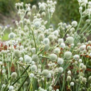 Eryngium yuccifolium - Edeldistel