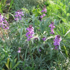 Erysimum 'Bowles Mauve' - Goldlack