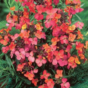 Erysimum 'Constant Cheer' - Goldlack