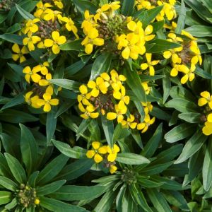 Erysimum suffruticosum 'Goldstaub' - Goldlack