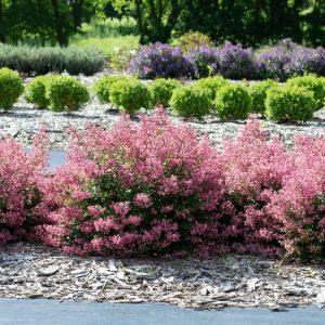 Escallonia 'Apple Blossom' - Andenstrauch Escallonia 'Apple Blossom' - Andenstrauch