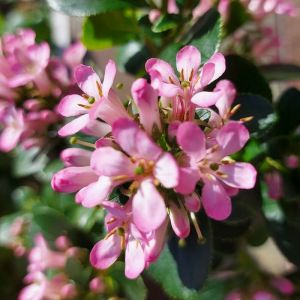 Escallonia laevis 'Pink Elle' - Andenstrauch