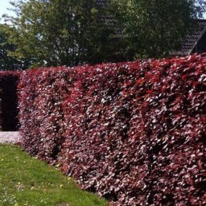 Fagus Sylvatica, fagus sylvatica kaufen, fagus sylvatica bestellen | Grnes  Paradies