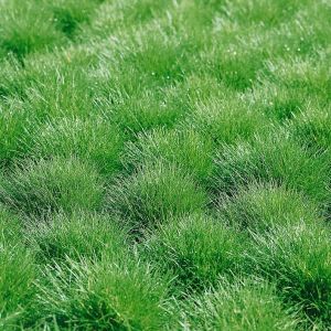 Festuca gautieri - Bärenfell