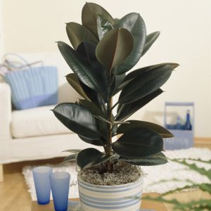 Ficus Elastica 'Abidjan' - Gummibaum