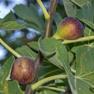 Ficus carica 'Del Portogallo' - Feige