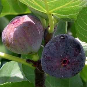 Ficus carica 'Rouge de Bordeaux' - Feige
