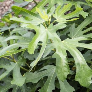 Ficus 'Little Miss Figgy' - Feige