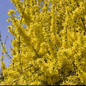 Forsythia intermedia 'Minigold' - Forsythie