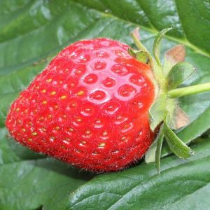 Fragaria ananassa 'Delizzimo' - Erdbeere