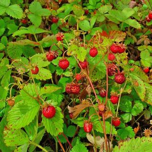 Fragaria vesca - Wald-Erdbeere