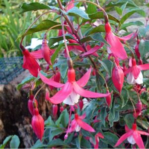 Fuchsia 'Madame Cornelissen' - Fuchsie