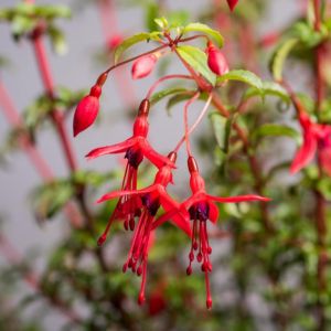 Fuchsia magellanica 'Riccartonii' - Fuchsie