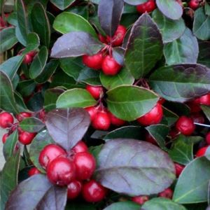 Gaultheria procumbens - Scheinbeere