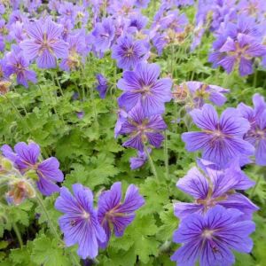 Geranium 'Alan Mayes' - Storchschnabel 