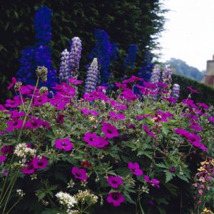 Geranium 'Ann Folkard' - Storchschnabel 