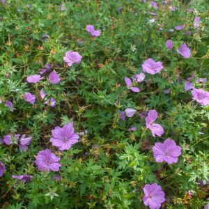 Geranium 'Blushing Turtle' - Storchschnabel 