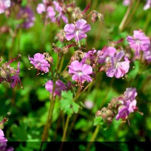 Geranium cantabrigiense 'Berggarten' - Storchschnabel