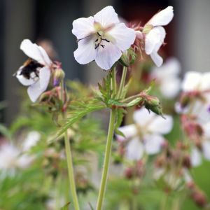 Geranium cantabrigiense 'Saint Ola' - Storchschnabel