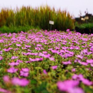 Geranium cinereum 'Ballerina' - Storchschnabel
