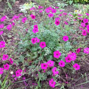Geranium cinereum 'Giuseppii' - Storchschnabel
