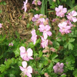Geranium dalmaticum - Storchschnabel