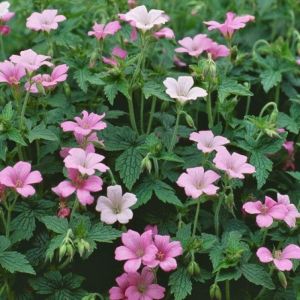 Geranium endressii - Storchschnabel