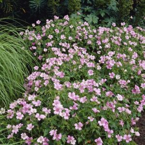 Geranium endressii 'Wargrave Pink' - Storchschnabel