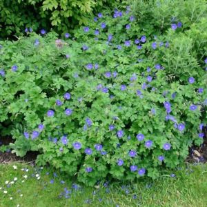 Geranium himalayense 'Baby Blue' - Storchschnabel