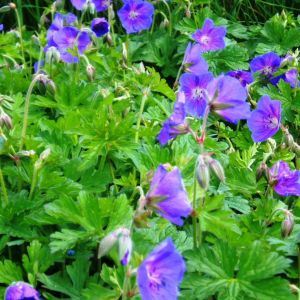 Geranium himalayense 'Gravetye' - Storchschnabel