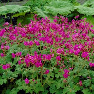 Geranium macrorrhizum 'Bevan's Variety' - Storchschnabel 