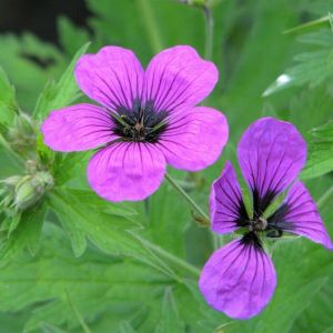 Geranium macrorrhizum 'Ingwersen' - Storchschnabel