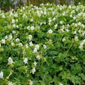 Geranium macrorrhizum 'White Ness' - Storchschnabel