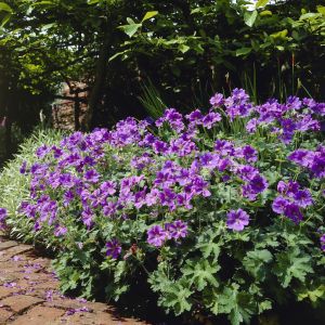 Geranium magnificum - Storchschnabel