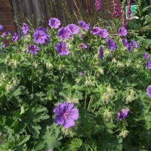 Geranium magnificum 'Rosemoor' - Storchschnabel