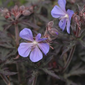 Geranium pratense 'Midnight Reiter' - Wiesen-Storchschnabel