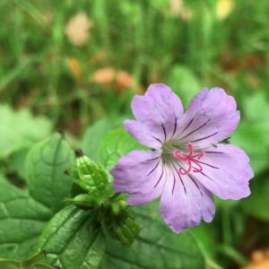 Geranium nodosum - Storchschnabel